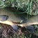 Tench