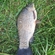 Prussian carp