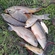 Prussian carp