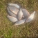 Silver Bream
