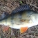 Eurasian perch