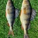 Eurasian perch