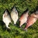 Carp bream