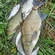 Carp bream
