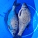 Carp bream