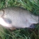 Prussian carp