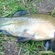 Tench