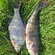 Eurasian perch