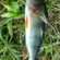 Eurasian perch