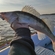 Pike perch