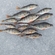 Eurasian perch