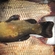 Prussian carp