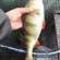 Eurasian perch
