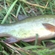 Tench