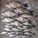 Carp bream