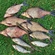 Carp bream