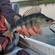 Eurasian perch