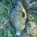 Crucian carp