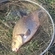 Carp bream