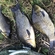 Prussian carp