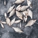 Carp bream