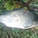 Prussian carp