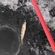 Eurasian perch