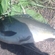 Carp