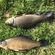 Tench