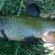 Tench