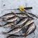 Eurasian perch