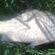Prussian carp