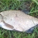 Carp bream