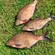 Carp bream