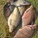 Carp bream