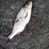 Roach