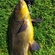 Tench
