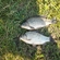 Prussian carp