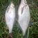 Carp bream