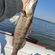 Pike perch