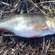 Eurasian perch