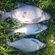 Carp bream