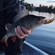 Eurasian perch