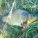 Crucian carp