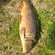 Carp