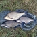 Carp bream