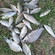 Prussian carp