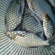 Carp bream