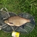 Carp bream