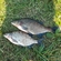Carp bream